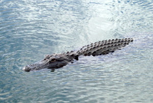 Al·ligàtor en els Everglades de Florida