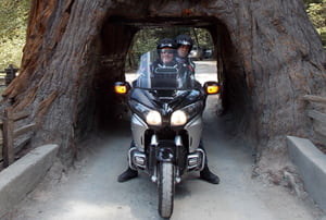 En moto pels boscos dels arbres més alts del món